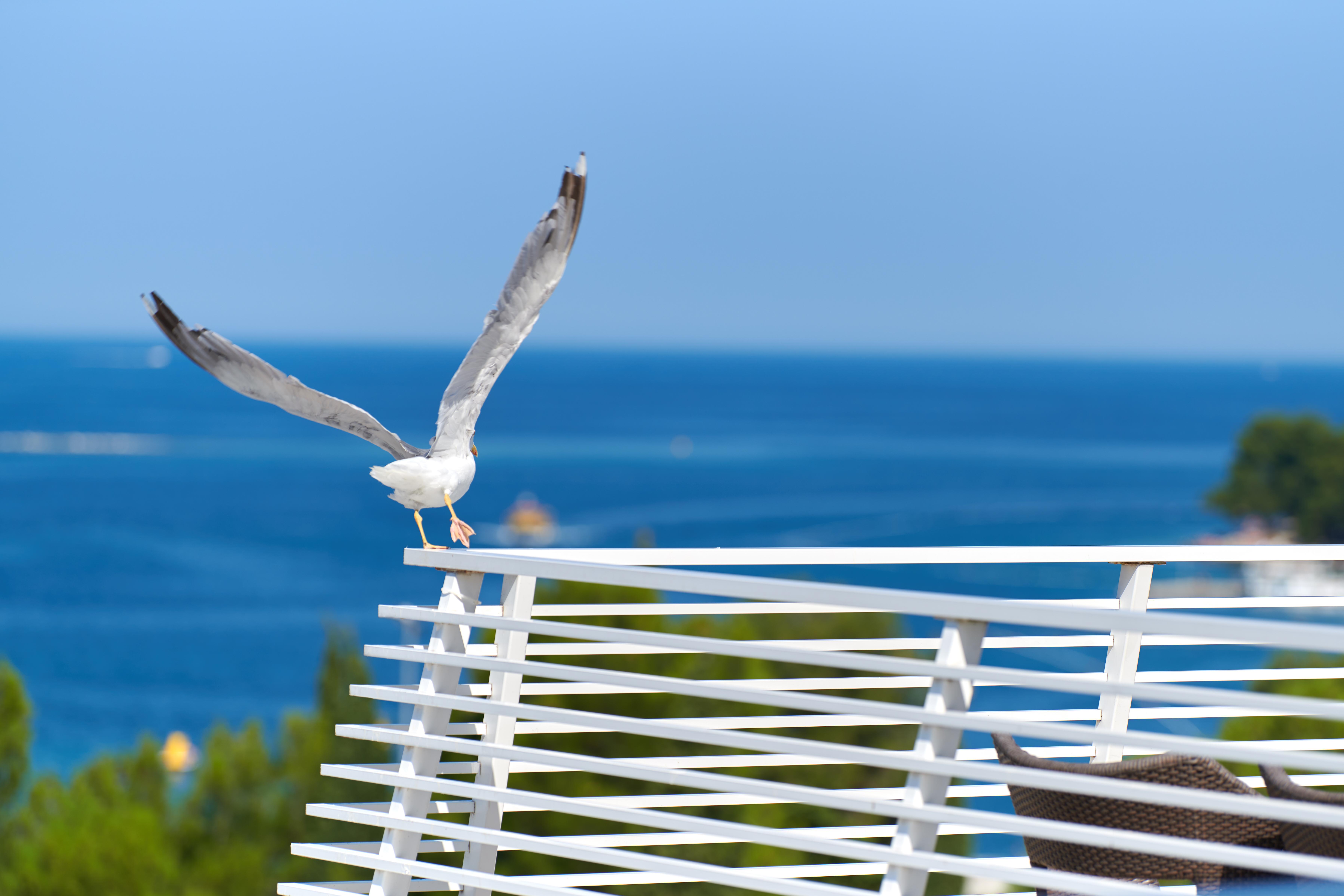 Hotel Albatros Plava Laguna ポレッチ エクステリア 写真